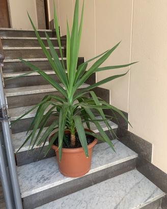 Pianta