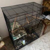 Cucciolo di cincilla' con gabbia grande