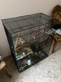 Cucciolo di cincilla' con gabbia grande