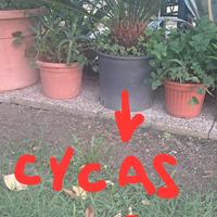 Piante di Cycas e Phoenix 