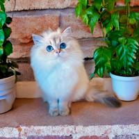 Cucciola di British Longhair