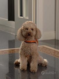 Splendido Barboncino Fulvo con Pedigree ENCI