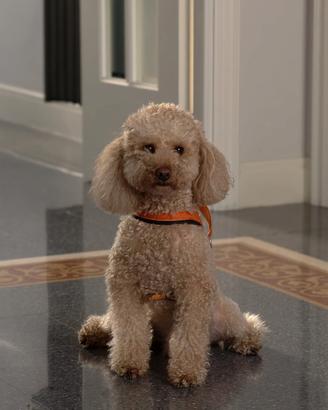 Splendido Barboncino Fulvo con Pedigree ENCI