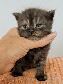 Cucciola di Persiano GIGANTE