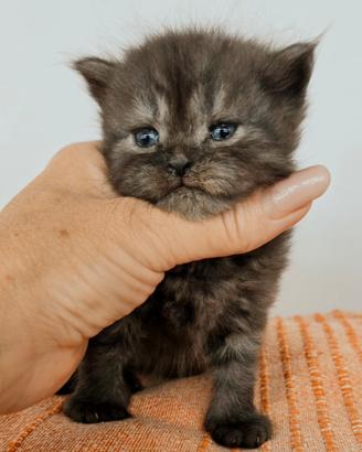 Cucciola di Persiano GIGANTE