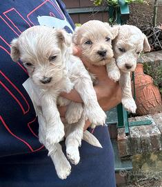 MALTIPOO cuccioli
