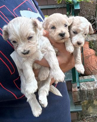 MALTIPOO cuccioli
