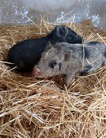 Mini pig juliana