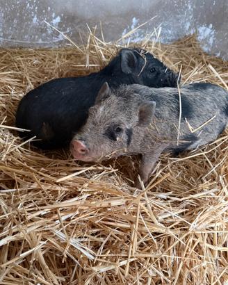 Mini pig juliana