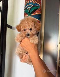 Maltiipoo nano