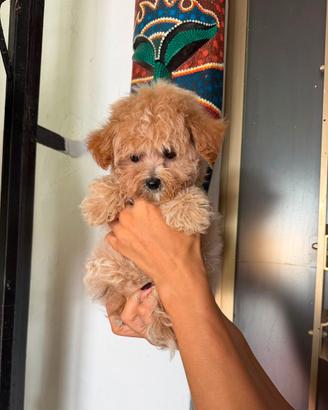Maltiipoo nano