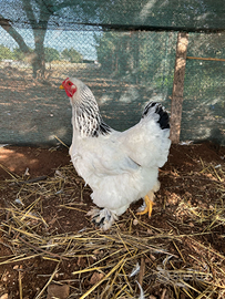 Galline Brahma