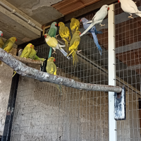 Parrocchetti dal collare