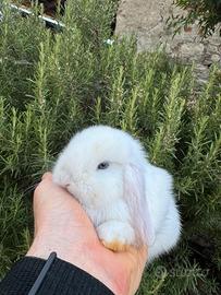 Cuccioli conigli ariete