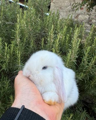 Cuccioli conigli ariete