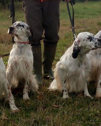 Setter inglesi