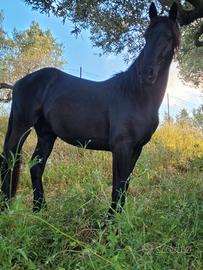 Cavallo frisone