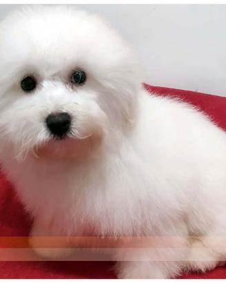 Cuccioli di BICHON A POIL FRISE