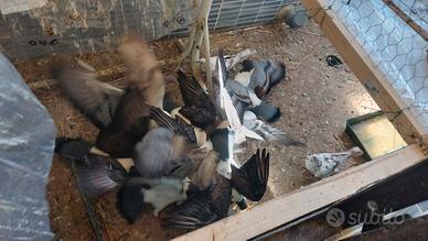 Galline