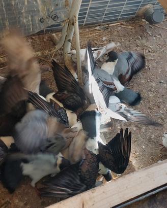 Galline