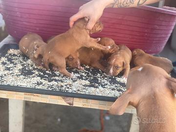 Pitbull ukc