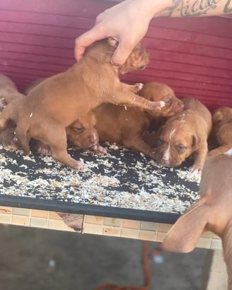 Pitbull ukc