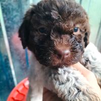 Cuccioli di Lagotto Romagnolo