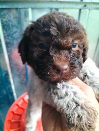 Cuccioli di Lagotto Romagnolo