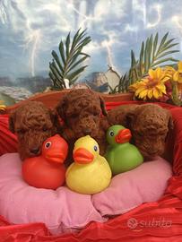 Cuccioli Barboncino--Rosso Taglia Piccola Nano
