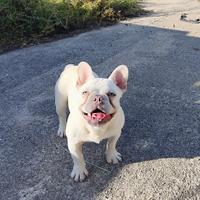 Femmina bulldog bouledogue francese