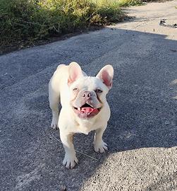 Femmina bulldog bouledogue francese