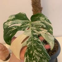 Monstera albo variegata - Esemplari da collezione