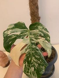 Monstera albo variegata - Esemplari da collezione