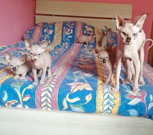 Cuccioli di Canadian Sphynx