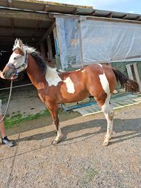 Paint Puledra