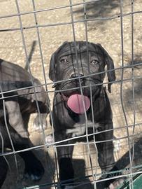 Cucciola cane corso