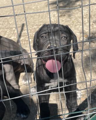 Cucciola cane corso