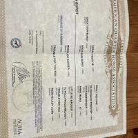 Puledra Quorter HORSE