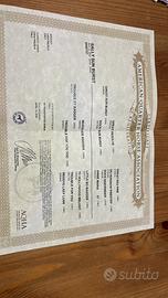 Puledra Quorter HORSE