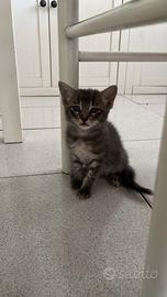 Gattini in adozione