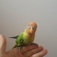 Pappagalli Inseparabili DA IMBECCO