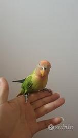 Pappagalli Inseparabili DA IMBECCO