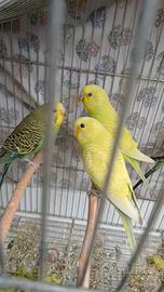 Pappagalli cocorite cocorita