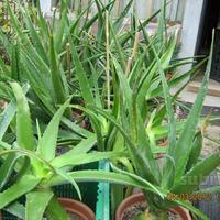 Aloe vera e arborescens