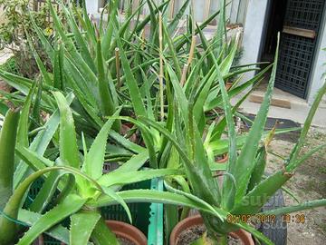 Aloe vera e arborescens