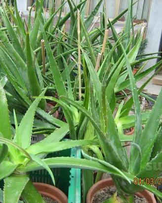 Aloe vera e arborescens