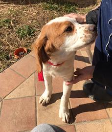 Cane Breton 2018 pronta caccia