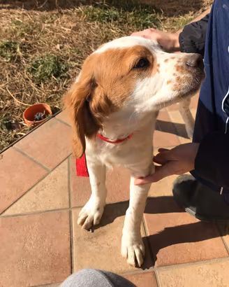 Cane Breton 2018 pronta caccia