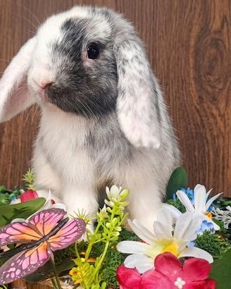 Coniglio Minilop
