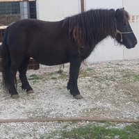 Pony femmina